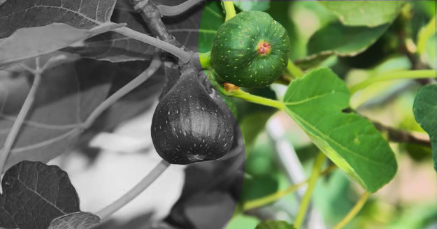 figs-2662883_960_720-960×504